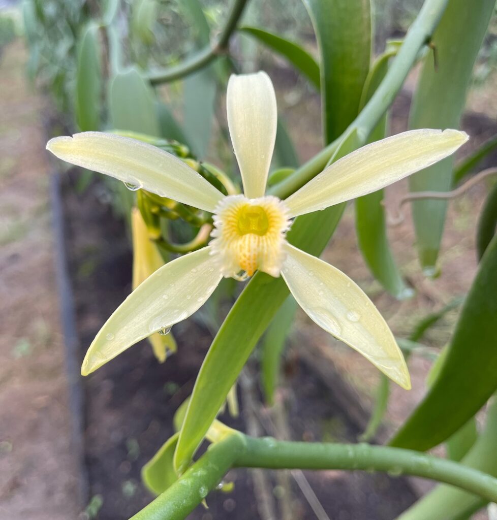 Orquídea que dá origem à baunilha