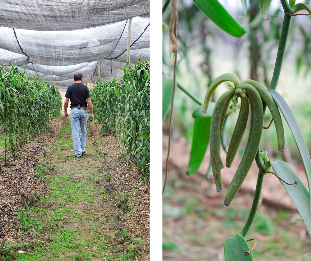 Cultivo da Vanilla Brasil